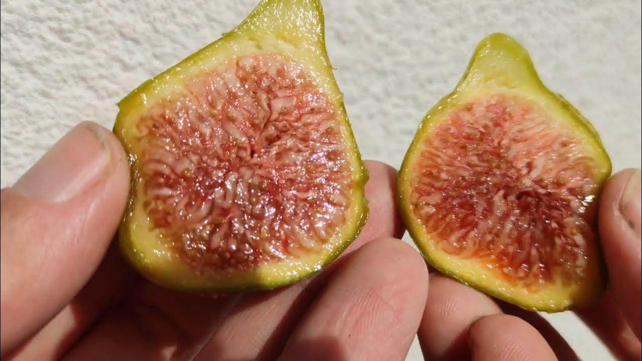 Frucht Erste Ernte Feige (Ficus carica) französische Sorte First Breba Crop  Jannot 14. Juni 2022 - YouTube