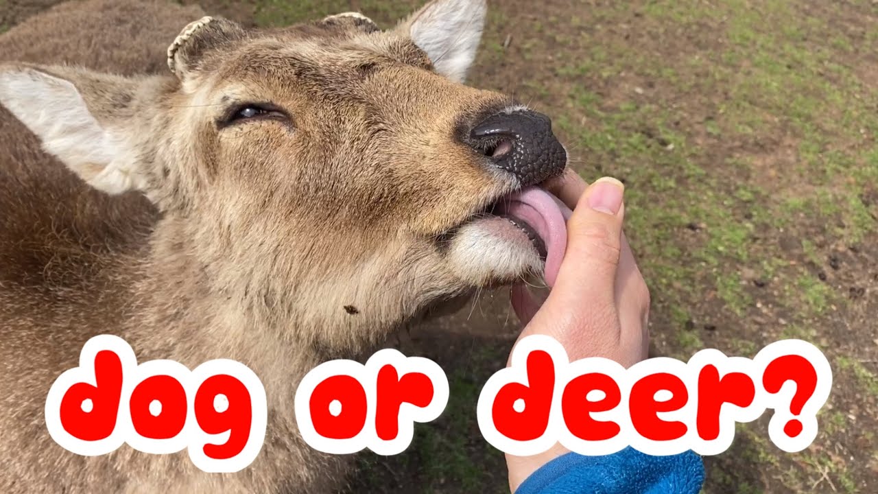 Nara Deer licking my fingers like a dog at Nara Park, Japan.