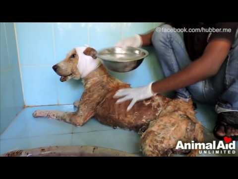 Video: Sterbender Rettungshund verbringt seine letzten Tage wie ein Superheld