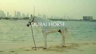 DUBAI HORSE - SHORT VIDEO | Cinematic Video