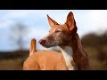 PODENCO ANDALUZ