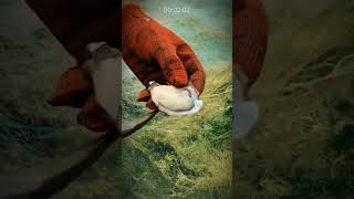 Pry Open The Barnacle Shell Keeping The Quality Of The Harvest