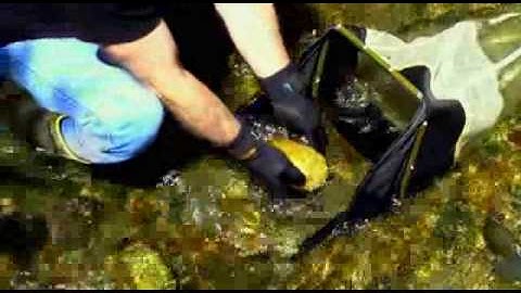 The Stream Quality Index: Biological Index Sampling Methods