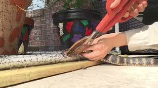 This snake was stuck in a net!