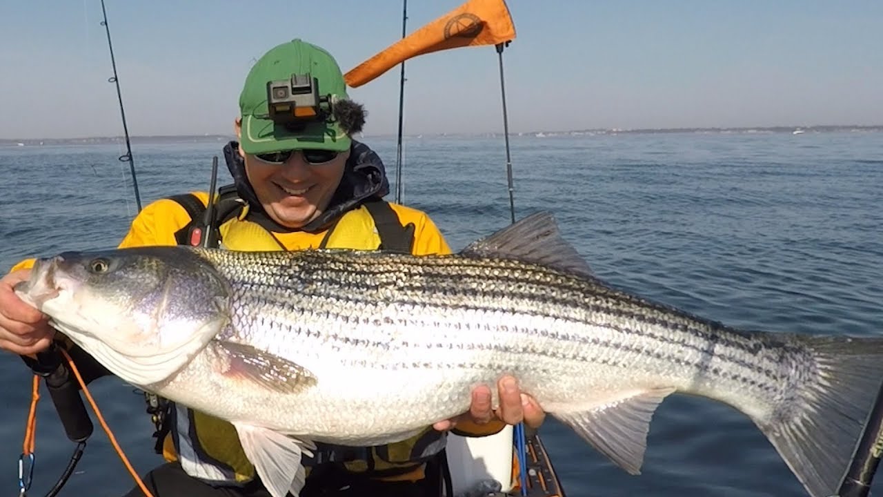 Amazing Striped Bass Bite Kayak Fishing YouTube