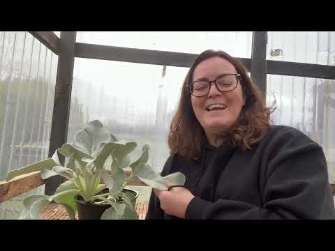 Senecio Angel Wings