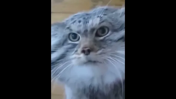 Watch the video about Meet the Manul