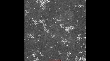 Electron microscopy of platinum nanoparticles in water (SM2)