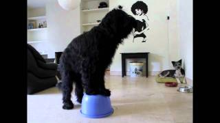 Elliot the Briard wants to be a drummer by ElliotDMDS 916 views 12 years ago 17 seconds