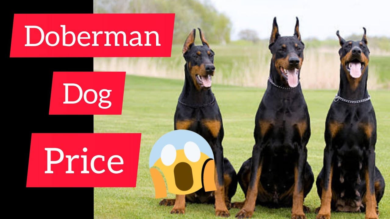 Doberman Dog Price in India 2021 🐕 Doberman Pinscher Dog Doberman