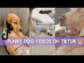 Funny Dog Video Compilation on TikTok