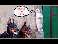 ПРИКОЛЫ С КОТАМИ! - С ОЗВУЧКОЙ! ХИТРЫЕ КОТЫ! Самые смешные животные! СМЕШНЫЕ КОТЫ!