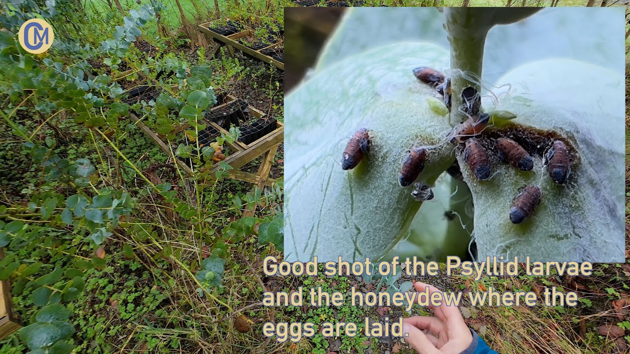 blue-gum-psyllid-garlic-spray-youtube