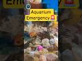 Aquarium Emergency🚨 | Fish Marne Ke Baad Ye Galti Na Kare ❌ #fishtank #deadfish #aquascape #goldfish