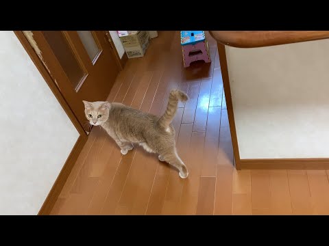 のっそりと追い駆ける猫