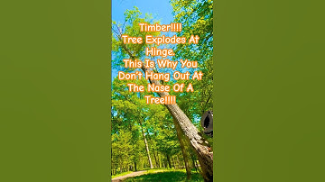 Stihl 661C Why You Don’t Hang Around The Tree!!! #youtubeshorts #chainsaw #fyp #stihl #treework