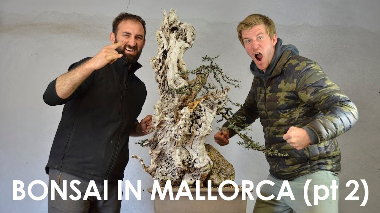 Bonsai in Mallorca (pt II)