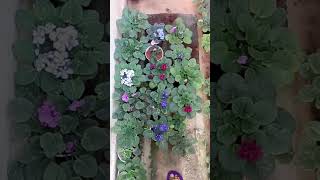 Flowers n veggies is live with African Violets in my home garden