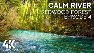 Relaxing Soundscape of the Redwood Forest River - Calm River Flow Sounds & Gentle Birds Songs - #4 screenshot 4