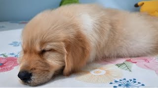 Golden Retriever - when the dog has a playmate by Pet Protection  497 views 1 year ago 5 minutes, 17 seconds