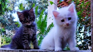 EVERYDAY CAT CUTE - PLAY WITH CAT -BILLI KARTI MEOW MEOW - kittens funniest - Animal Funny - VS 045