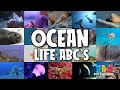 Ocean Life ABC's