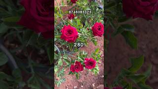 veriety roses available # #rosecaring #gardenflowers #flowers #flowers #gardenroses