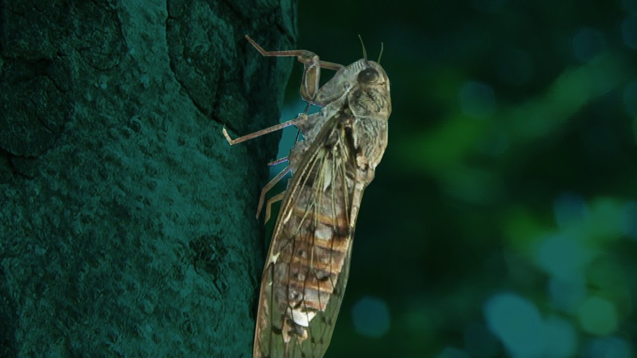 Cicade Soundfile Video Sample Close Up Hd Youtube