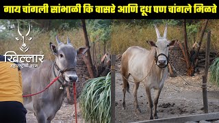 गाय चांगली सांभाळी कि वासरे आणि दूध पण चांगले मिळते | Khillar Maharashtrachi Shaan 2023