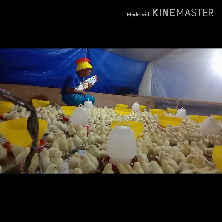 Viral cuk konser dengan ayam    mantap jiwa 😂 😂