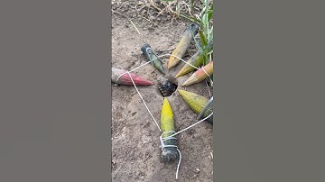 Simple DIY big snake trap using #creativesnaketrap