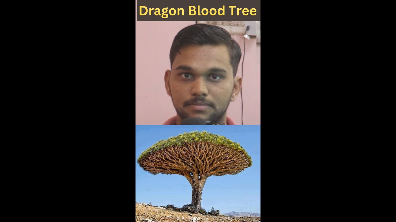 Dragon Blood Tree? ड्रैगन ब्लड ट्री| 