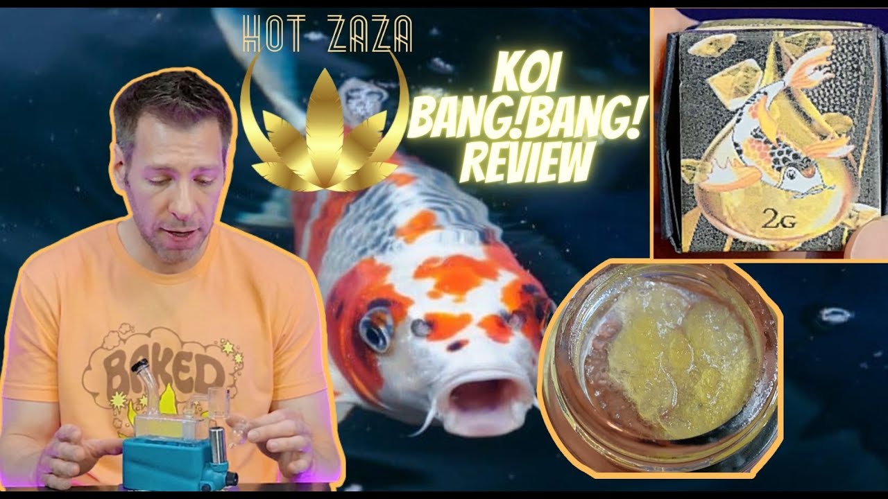 Koi bang!bang! Strain Review