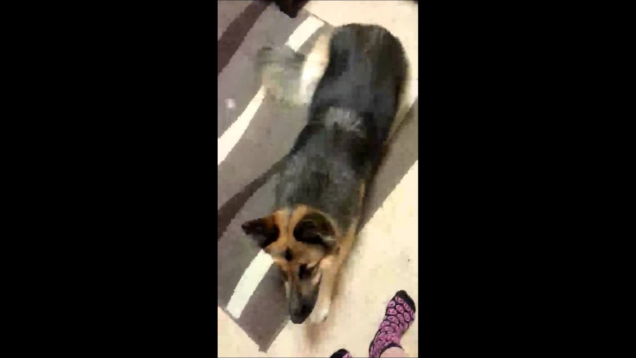 Dog plays dead YouTube
