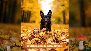 5 Fall Safety Tips for Dogs 🍂🐾 | Pet Care ShortsFall Dog Safety Video Creation
