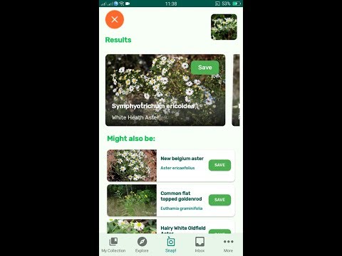 Βίντεο: Πληροφορίες Heath Aster: Συμβουλές για τη φύτευση λευκών λουλουδιών αστέρα στον κήπο