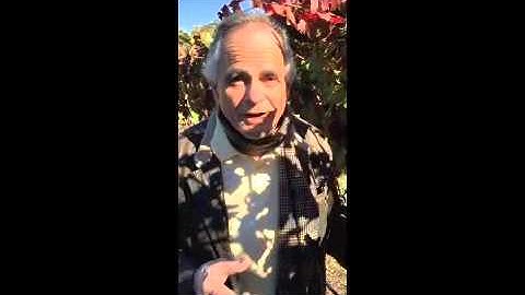 Post Harvest Vol. 2 Red Blotch Disease Feat. The Grapefather