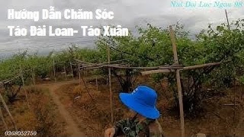 Mong Mãi Cũng Có Mưa - Hướng Dẫn Chăm Cây Táo Nhỏ , Bón Phân Cho Táo Đài Loan I Nui Doi Luc Ngan 98