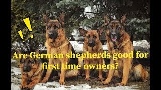 german shepherd first time dog owner