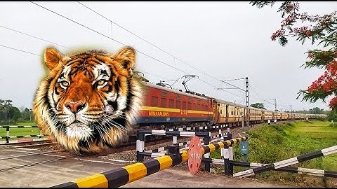 TIGER Headed Intercity Express Dangerous & Furious Moving Throughout Railgate