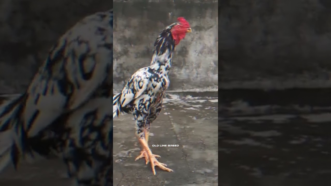 Take care of your aseel | Old Line Breed