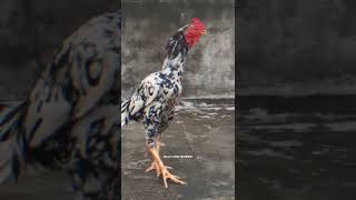 Take care of your aseel | Old Line Breed