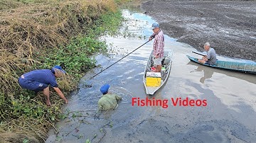 Kích Cá Lóc Vuông Tôm Lên Hàng Liền Con | Hương Tràm U Minh