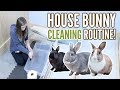 My Cleaning Routine with House Rabbits
