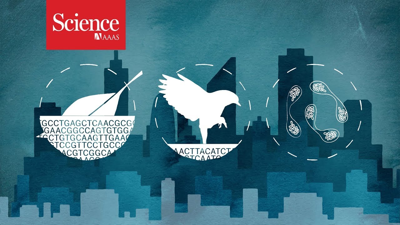 Cities are putting pressure on animals' genes, from bobcats to gulls to bedbugs