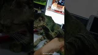 Ayaw Palambing Ng Babayad Gray Ko