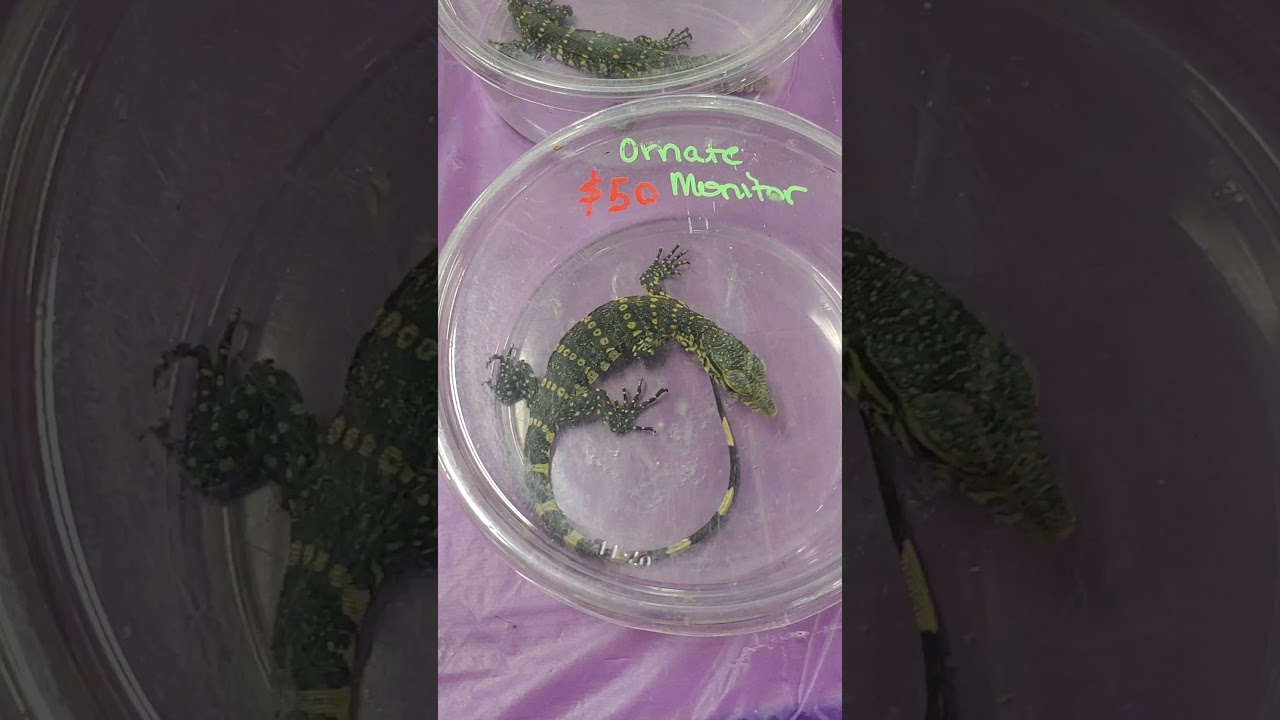 All Ohio Cleveland Reptile show! - YouTube