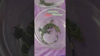All Ohio Cleveland Reptile show!