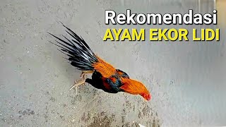 REKOMENDASI AYAM BANGKOK EKOR LIDI SUPER MEWAH