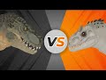 DC2 Vastatosaurus Rex V S Indominus Rex 
